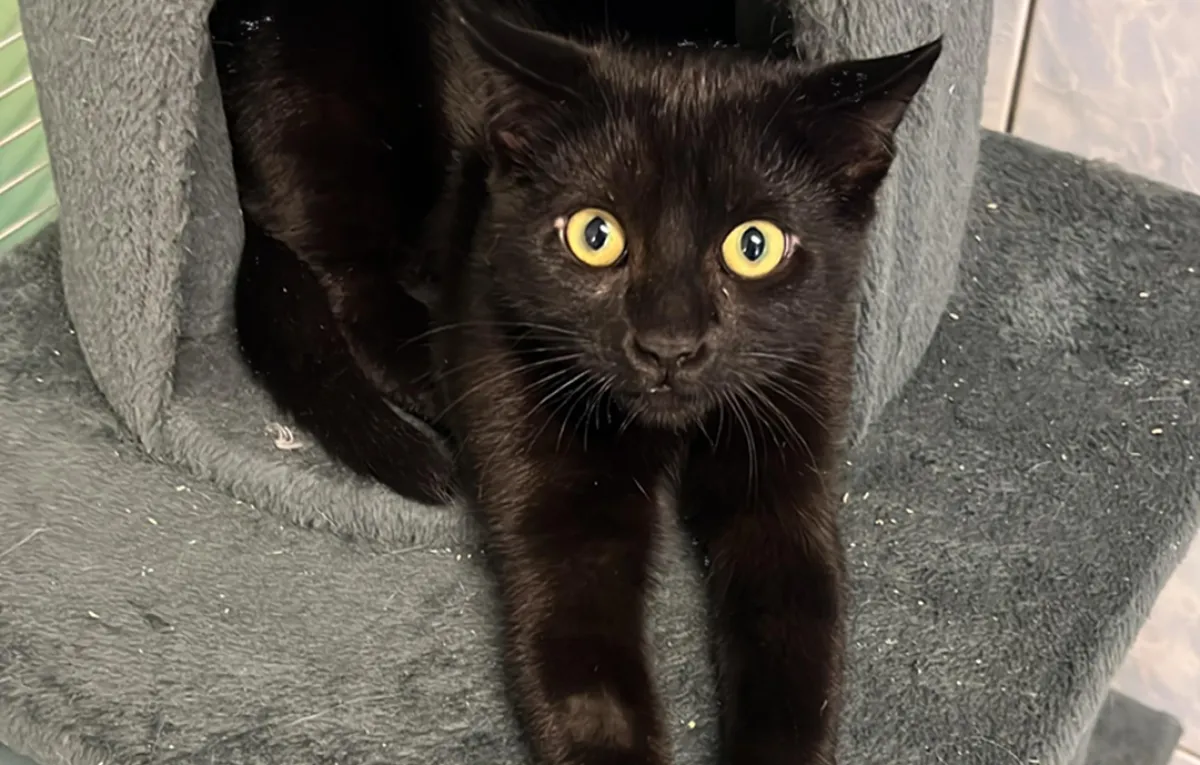 Kiko