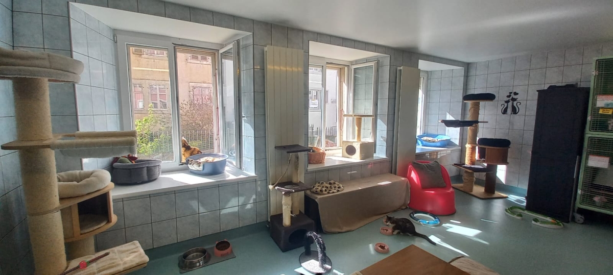 SPA - Refuge pour chats - salle 1